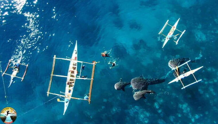 cebu-swim-with-sharks-kawasan-canyoneering-group-tour