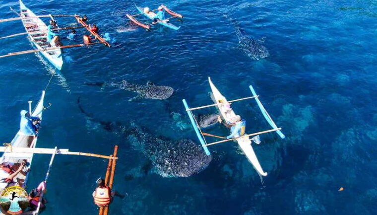 cebu-swim-with-sharks-kawasan-canyoneering-group-tour