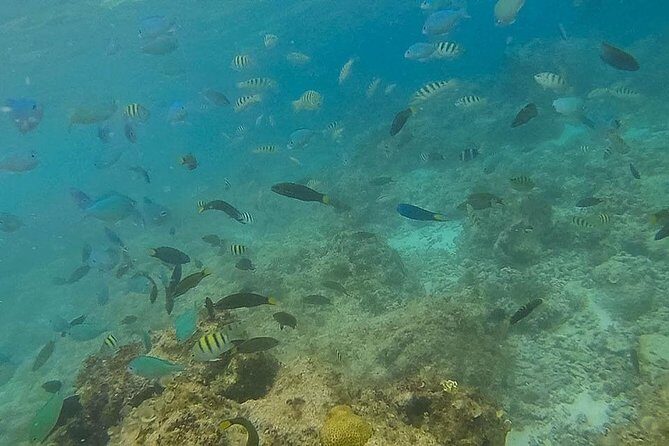 Cebu to Bohol: 2D and 1N with Bohol Country Side Tour - Who Will Love This Tour?