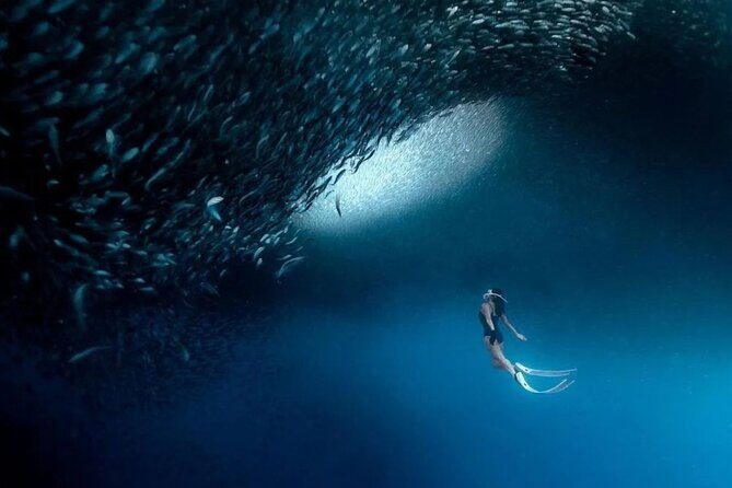 Cebu Tumalog, Inambakan Falls, Sardines and Whaleshark Watching - Key Points