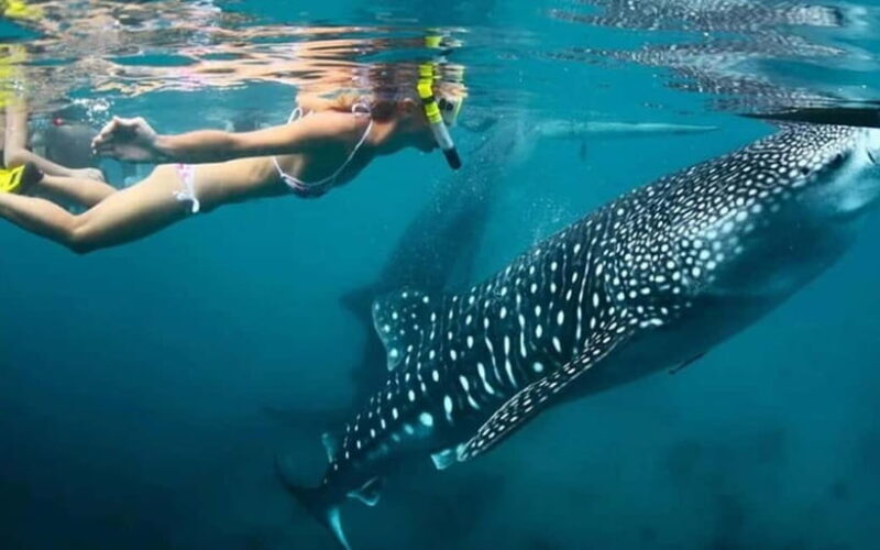 Cebu: Whale Shark, and Sumilon Sandbar and Inambakan Falls - The Full Breakdown of the Itinerary and What to Expect  