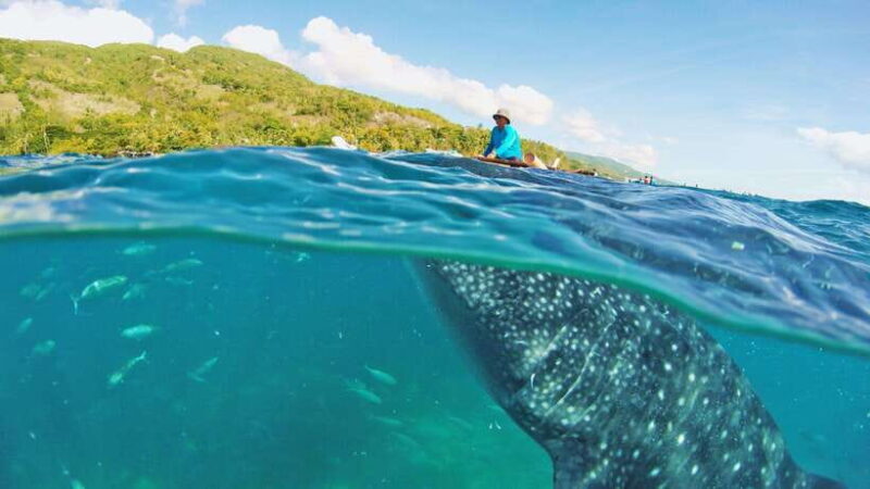 Cebu: Whale Shark Encounter and Kawasan Canyoneering - Key Points
