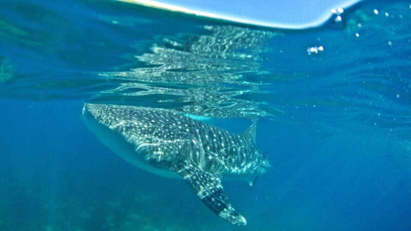 Cebu: Whale Shark Encounter and Kawasan Canyoneering - An In-Depth Look at the Experience