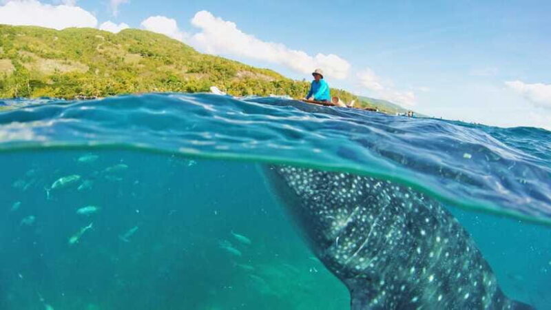 Cebu: Whale Shark Encounter and Kawasan Canyoneering - Who Should Book This Tour?