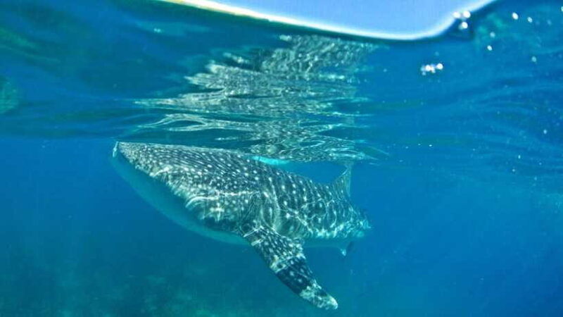 cebu-whale-shark-encounter-and-kawasan-canyoneering