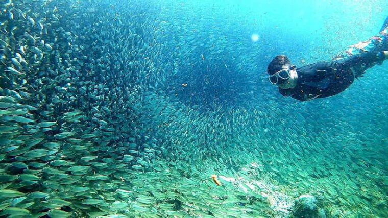 cebu-whale-shark-inambakan-falls-moalboal-sardine-tour