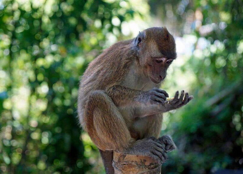 Cebu: Whale Shark, Monkey Sanctuary, & Moalboal Turtles Tour - Key Points