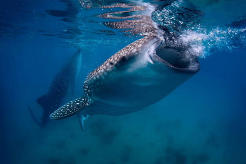 Cebu: Whale Shark, Monkey Sanctuary, & Moalboal Turtles Tour - Who Is This Tour For?