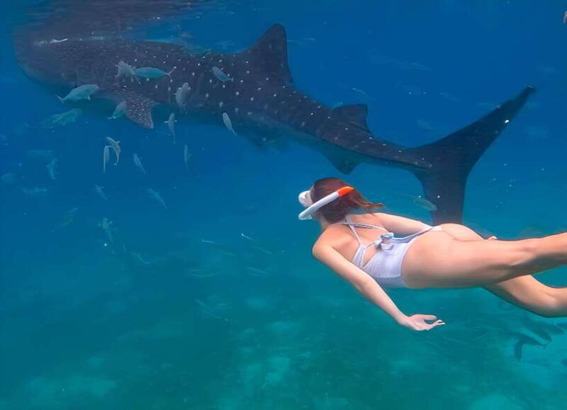 cebu-whale-shark-mysterious-waterfall-private-tour
