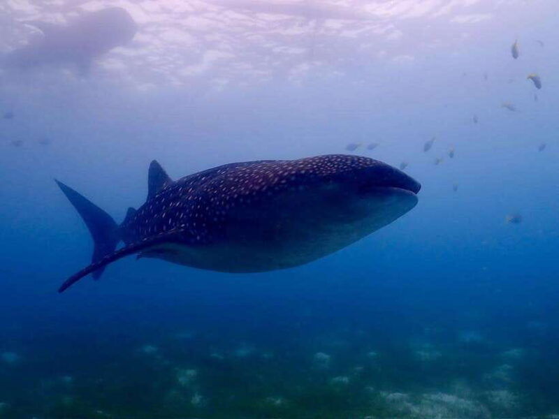 cebu-whale-shark-mysterious-waterfall-private-tour