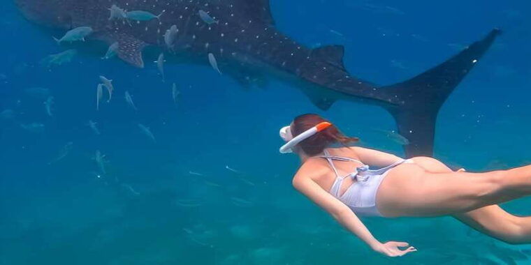 cebu-whale-shark-mysterious-waterfall-private-tour