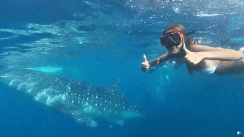 Cebu: Whale Shark Oslob and Moalboal Snorkeling Adventure - What’s Included and What’s Not