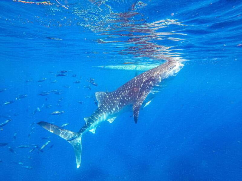 Cebu: Whale Shark Snorkeling & Kawasan Canyoning Tour - A Deep Dive into the Tour: What You Can Expect