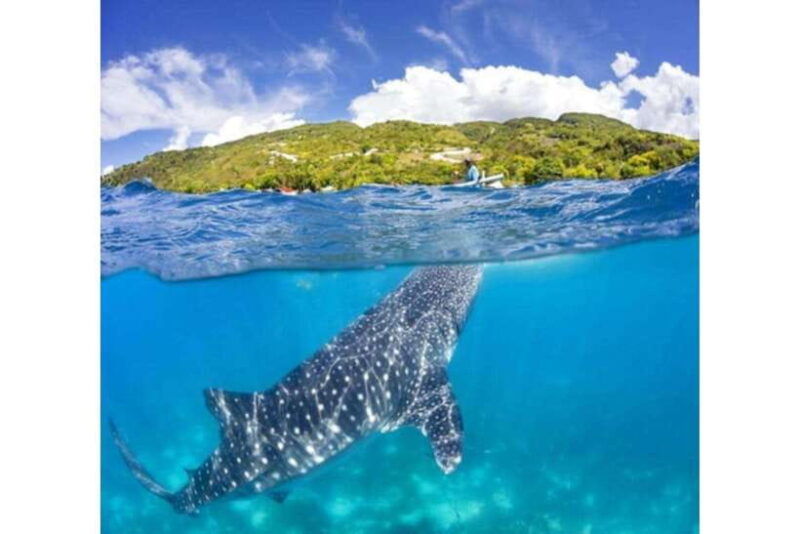 cebu-whale-shark-swim-and-kawasan-canyoneering-group-tour