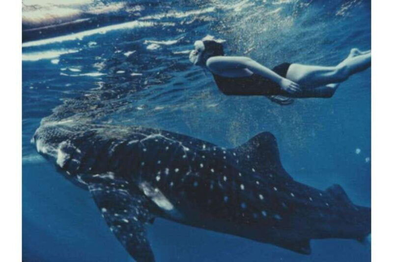 cebu-whale-shark-swim-and-kawasan-canyoneering-group-tour