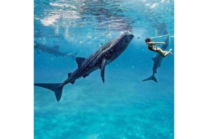 cebu-whale-shark-swim-and-kawasan-canyoneering-group-tour