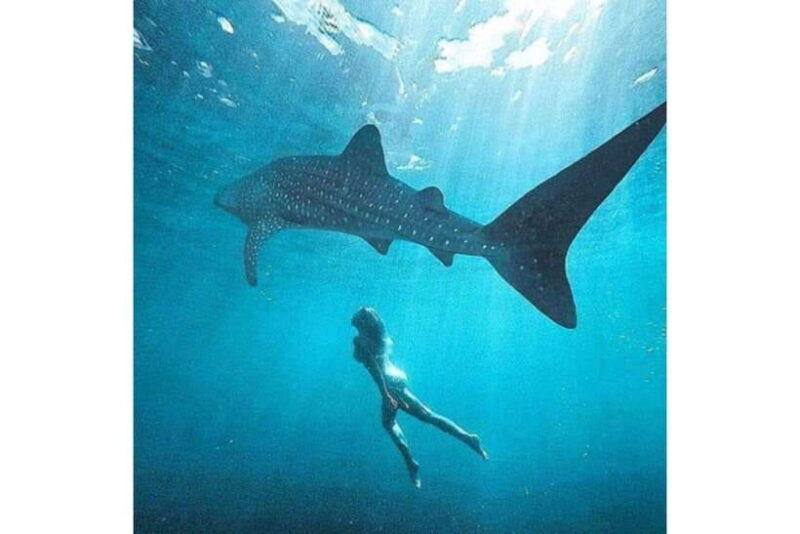 cebu-whale-shark-swim-and-kawasan-canyoneering-group-tour
