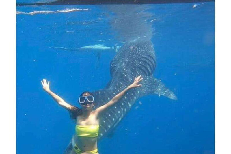 cebu-whale-shark-swim-and-kawasan-canyoneering-group-tour