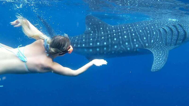 cebu-whale-shark-swim-and-kawasan-canyoneering-tour