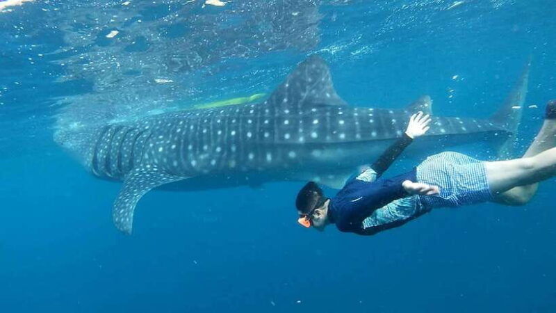 cebu-whale-shark-swim-and-kawasan-canyoneering-tour