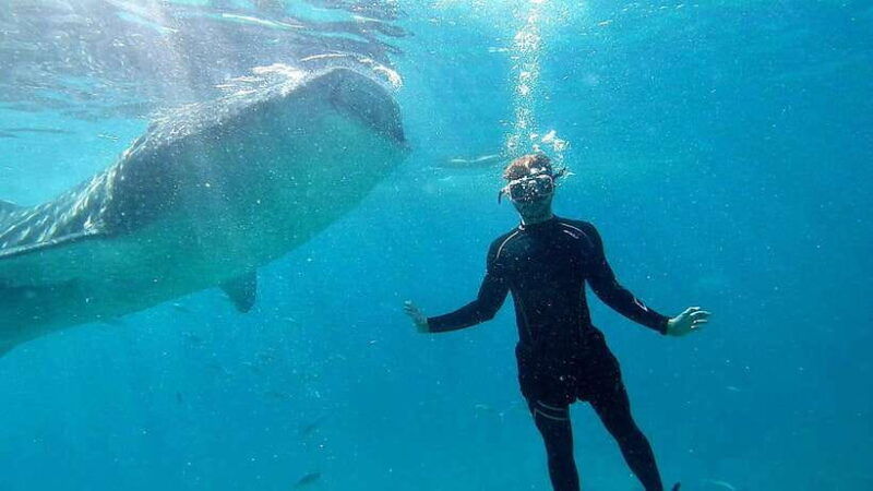 cebu-whale-shark-swim-and-kawasan-canyoneering-tour