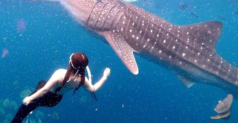 cebu-whale-shark-swim-and-kawasan-canyoneering-tour
