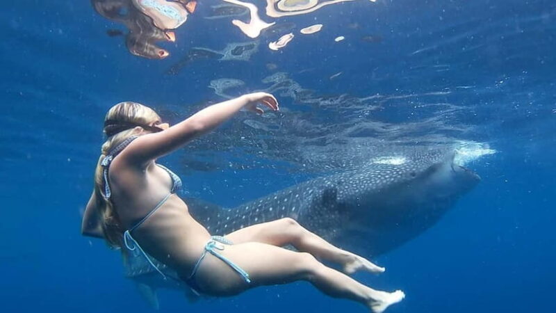 Cebu: Whale Shark Swimming & Inambakan Falls Adventure - An In-Depth Look at the Tour Experience