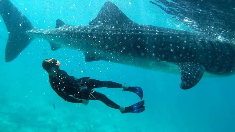 Cebu: Whale Shark Swimming & Inambakan Falls Adventure - Authentic Insights from Recent Travelers