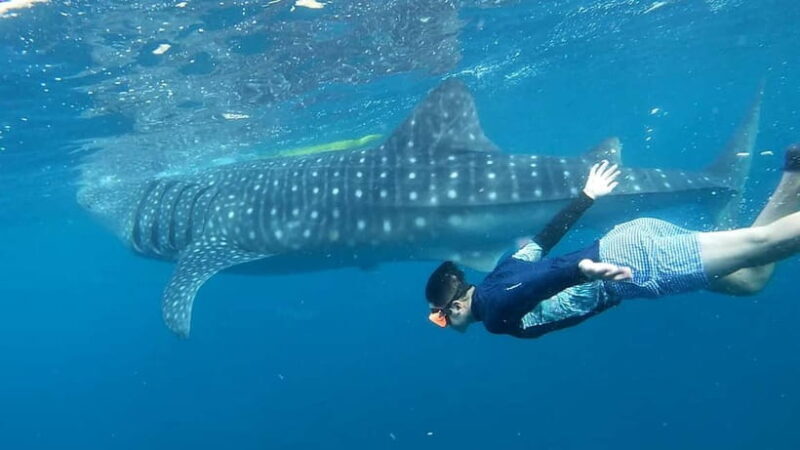 Cebu: Whale Shark Swimming & Inambakan Falls Adventure - Final Thoughts