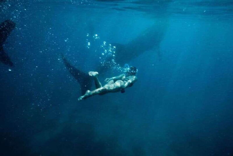 cebu-whale-shark-swimming-kawasan-canyoneering-group-tour