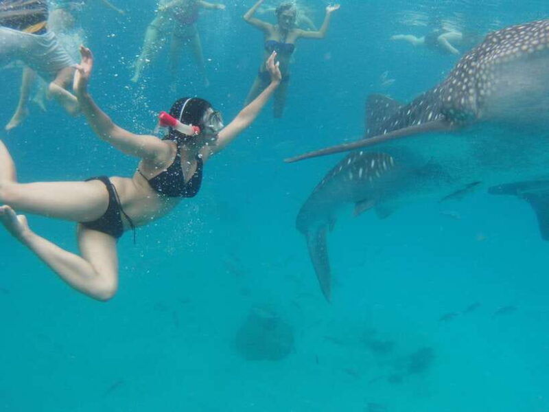 cebu-whale-shark-swimming-kawasan-canyoneering-group-tour