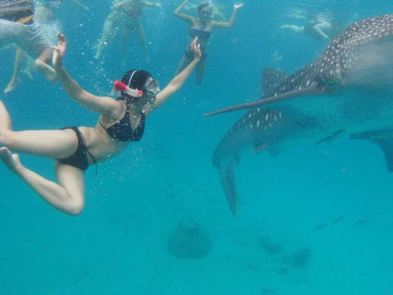 cebu-whale-shark-swimming-kawasan-canyoneering-group-tour