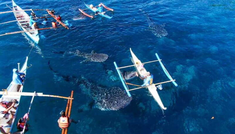 cebu-whale-shark-swimming-kawasan-canyoneering-group-tour