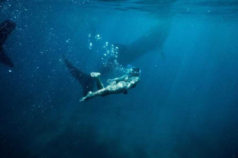 cebu-whale-shark-swimming-kawasan-canyoneering-group-tour