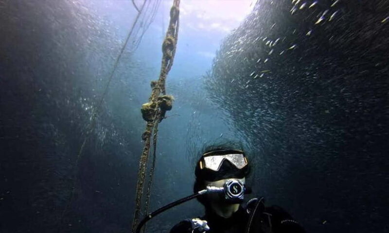 Cebu: Whale Shark, Tumalog, Sumilon, and Moalboal Tour - An In-Depth Look at the Tour Itinerary