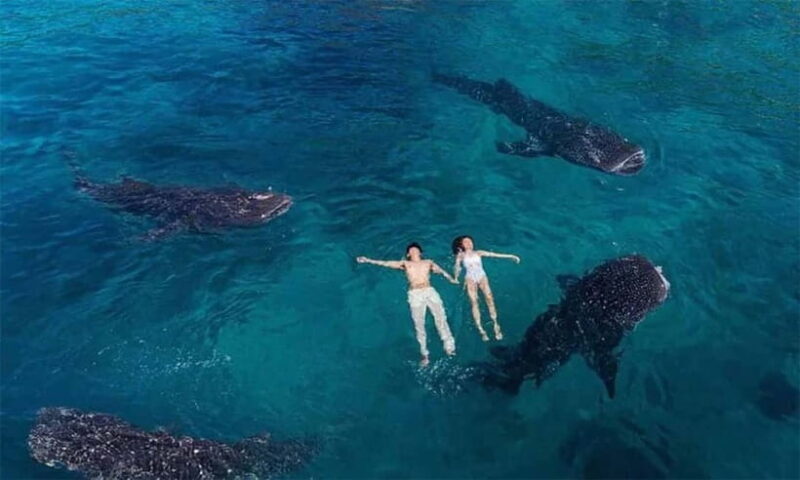 Cebu: Whale Shark, Tumalog, Sumilon, and Moalboal Tour - Final Thoughts: Is This Tour Worth It?