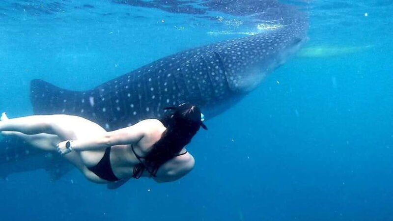 cebu-whale-shark-watching-aguinid-falls-tour-with-lunch