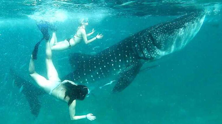 cebu-whale-shark-watching-aguinid-falls-tour-with-lunch