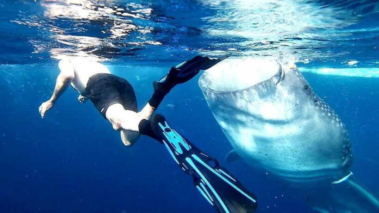 cebu-whale-shark-watching-aguinid-falls-tour-with-lunch