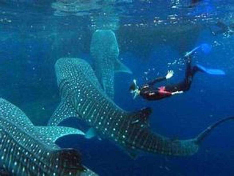 cebu-whale-shark-watching-and-canyoneering-group-tour