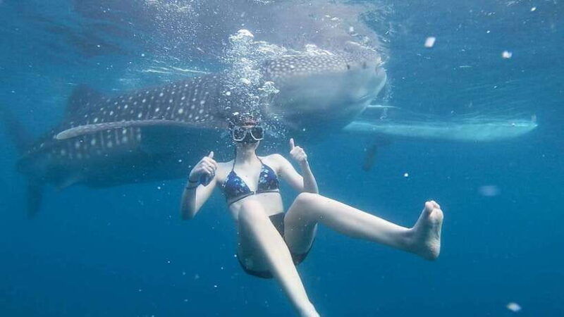 cebu-whale-shark-watching-and-canyoneering-group-tour