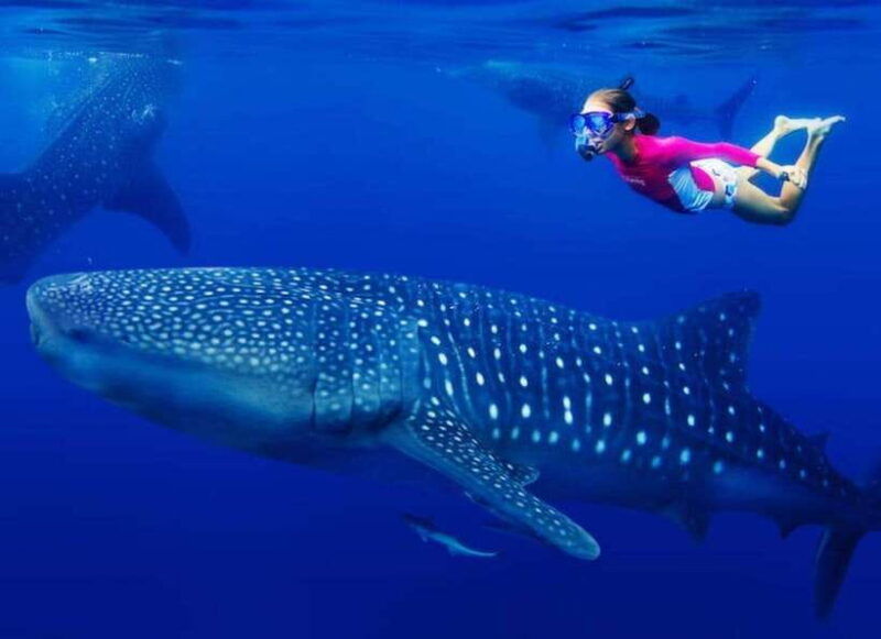 cebu-whale-shark-watching-and-canyoneering-group-tour