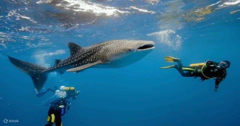 cebu-whale-shark-watching-and-canyoneering-group-tour