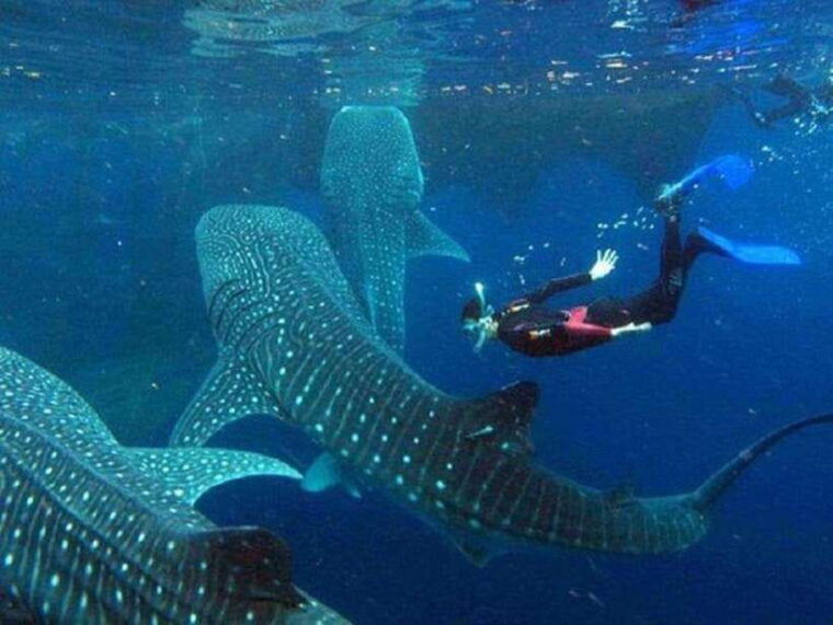 cebu-whale-shark-watching-and-canyoneering-group-tour