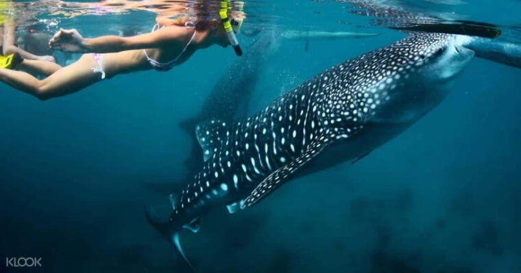 cebu-whale-shark-watching-and-canyoneering-group-tour