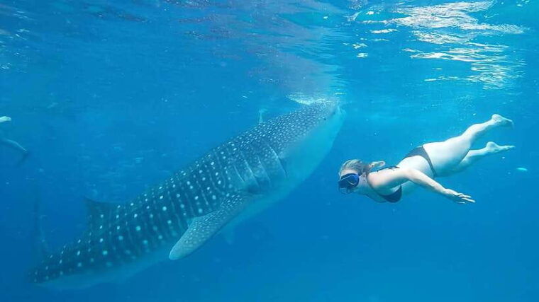 cebu-whale-shark-watching-and-canyoneering-group-tour