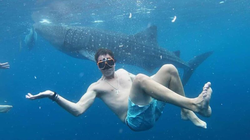 Cebu: Whale Shark Watching & Heritage Tour with Dive Option - The Sum Up