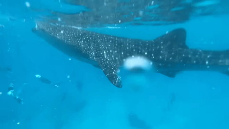 cebu-whale-shark-watching-tumalog-falls-sumilon-island
