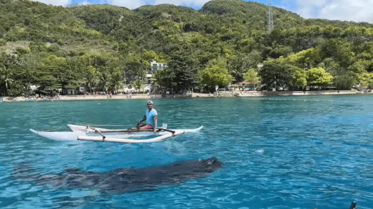 cebu-whale-shark-watching-tumalog-falls-sumilon-island