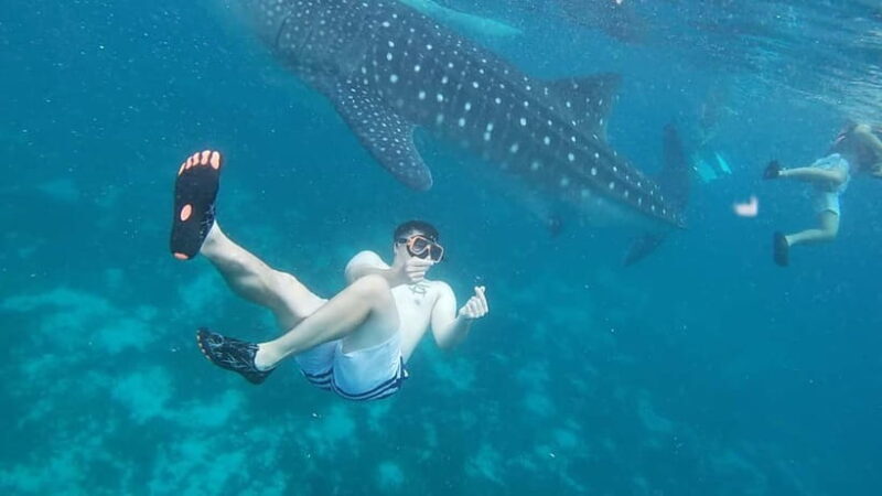 Cebu: Whale Sharks, Kawasan Falls, & Sardines Run Snorkeling - Whale Shark Watching — The Gentle Giants